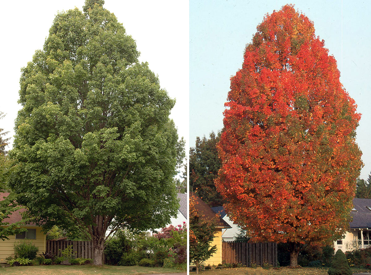 Acer rubrum 'Bowhall'