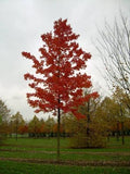 Acer rubrum 'October Glory'