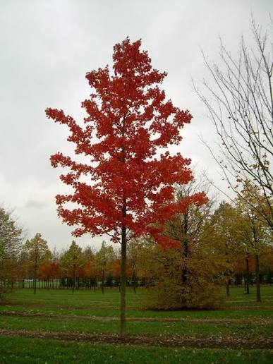 Acer rubrum 'October Glory'