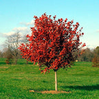Acer rubrum 'October Glory'