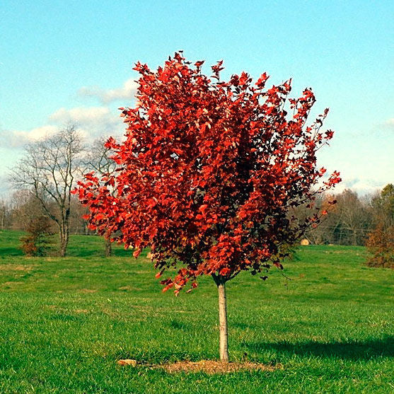 Acer rubrum 'October Glory'