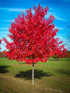 Acer rubrum 'Red Sunset'