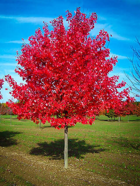 Acer rubrum 'Red Sunset'
