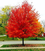 Acer rubrum 'Red Sunset'