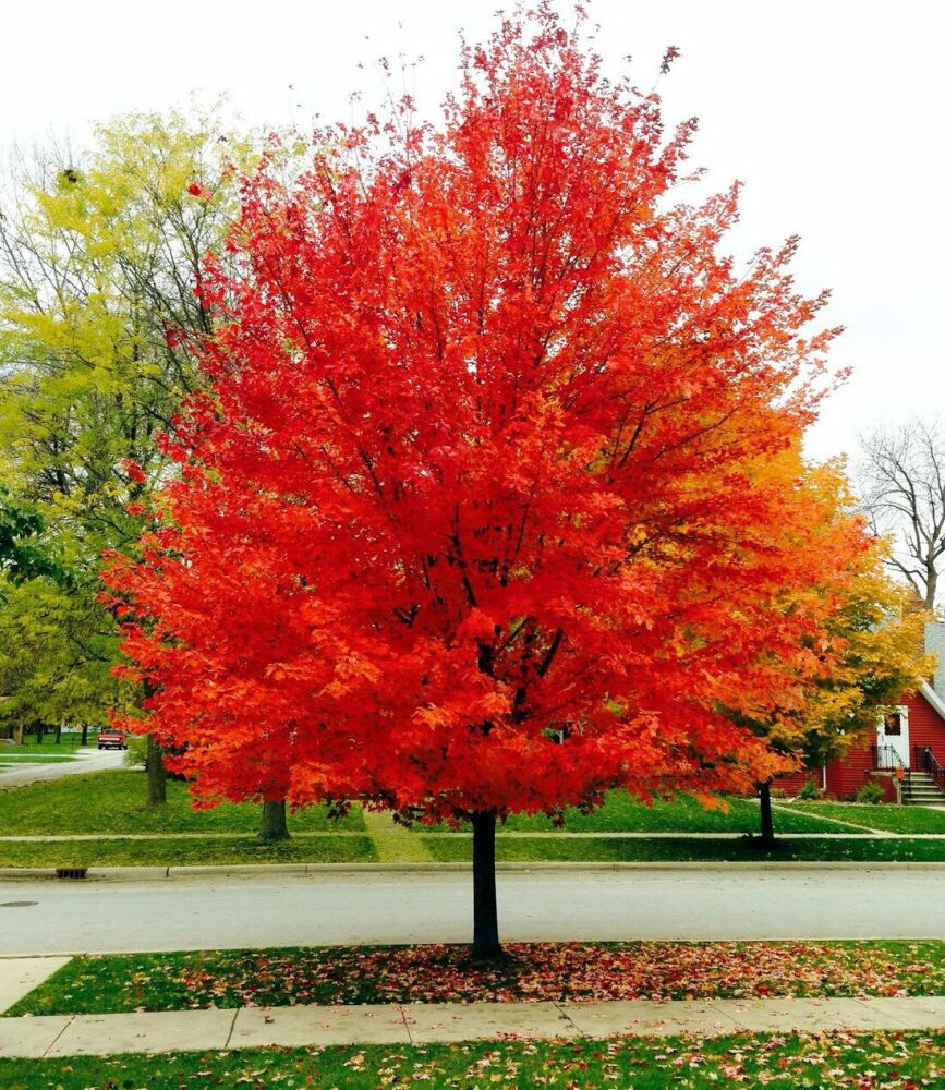 Acer rubrum 'Red Sunset'