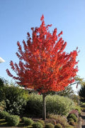 Acer rubrum 'Redpointe'