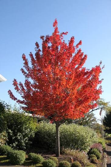 Acer rubrum 'Redpointe'