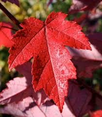 Acer rubrum 'Redpointe'