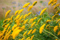 Achillea 'Moonshine'