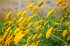 Achillea 'Moonshine'