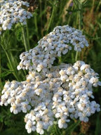 Achillea millifolia white