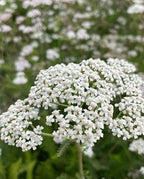 Achillea millifolia white