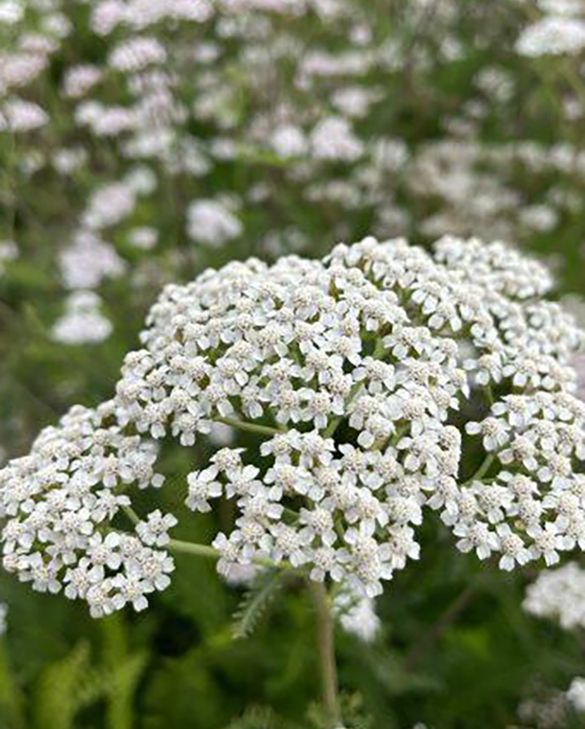 Achillea millifolia white