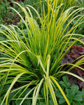 Acorus gramineus 'Ogon'