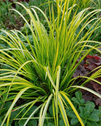 Acorus gramineus 'Ogon'