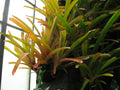 Aechmea blanchetiana