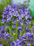Agapanthus africanus blue