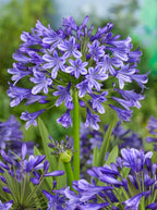 Agapanthus africanus blue