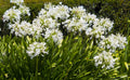 Agapanthus africanus white