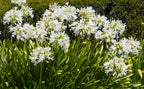 Agapanthus africanus white