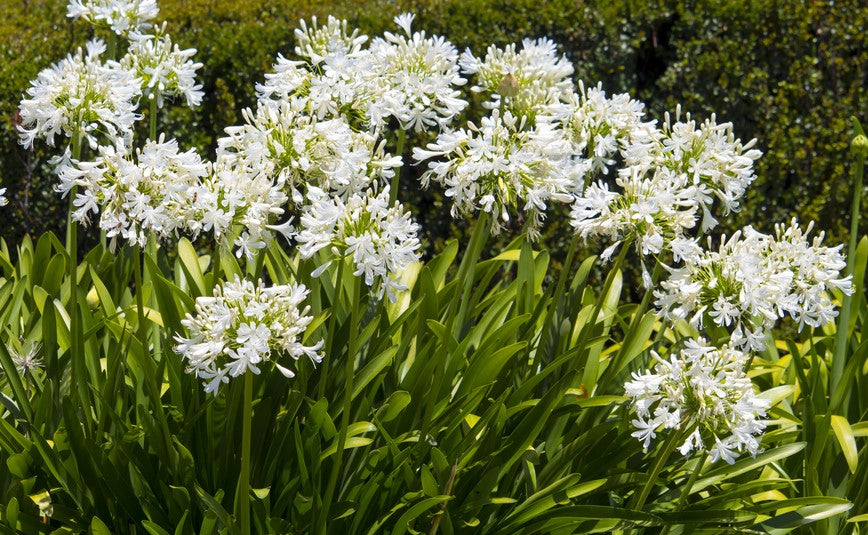 Agapanthus africanus white