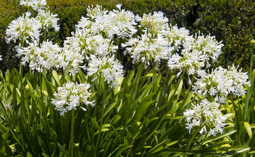 Agapanthus africanus white