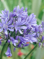 Agapanthus 'Deja Sky Blue'