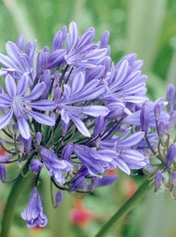 Agapanthus 'Deja Sky Blue'