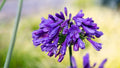 Agapanthus 'Ever Amethyst' TM