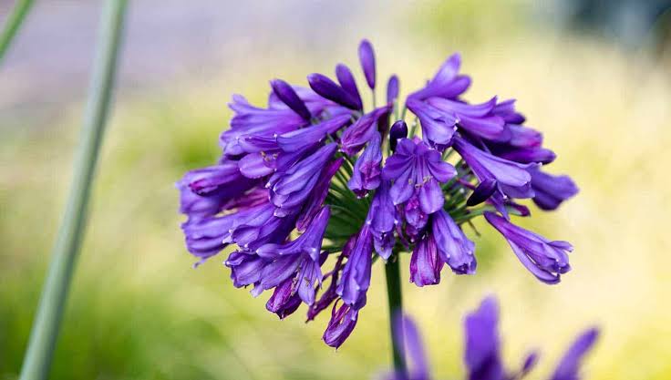 Agapanthus 'Ever Amethyst' TM