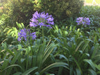 Agapanthus 'Queen Anne'