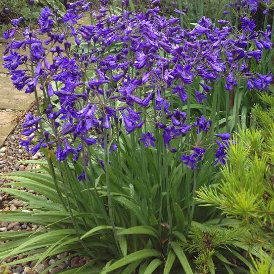 Agapanthus 'Black Pantha'