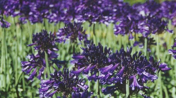 Agapanthus 'Black Pantha'