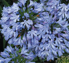 Agapanthus 'Deja Sky Blue'