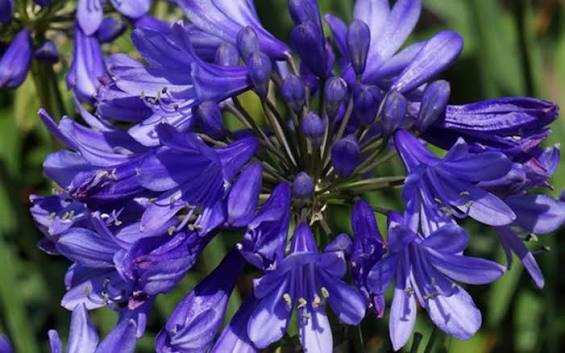 Agapanthus 'Ever Amethyst' TM