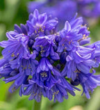 Agapanthus 'Ever Midnight' TM