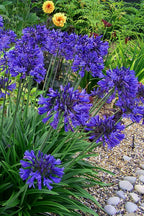 Agapanthus 'Ever Midnight' TM