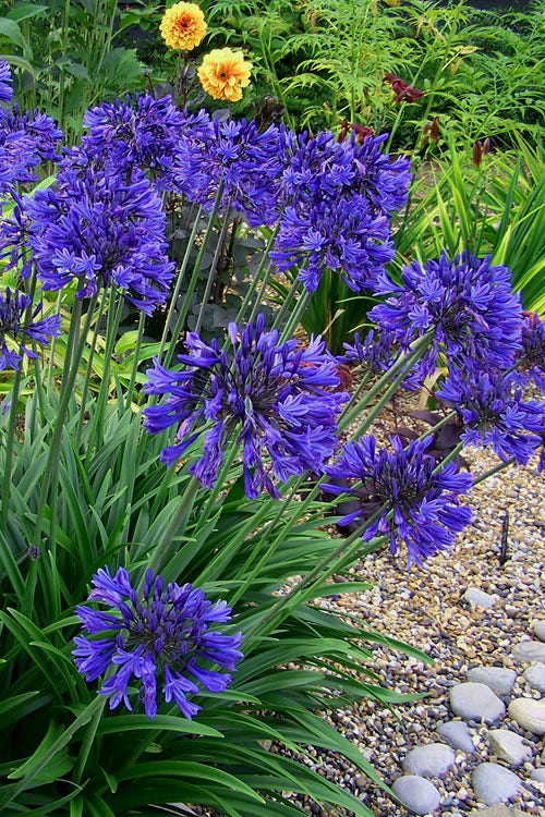 Agapanthus 'Ever Midnight' TM