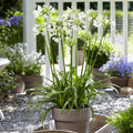 Agapanthus 'Ever White' TM