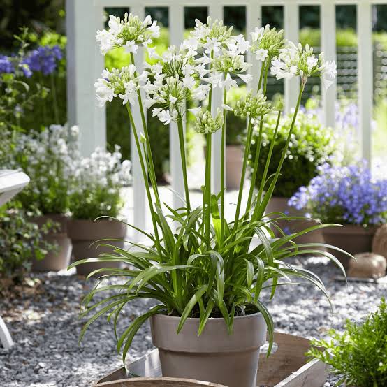 Agapanthus 'Ever White' TM