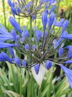 Agapanthus 'Queen Anne'