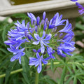 Agapanthus 'Storm Cloud'