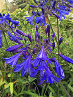Agapanthus 'Storm Cloud'