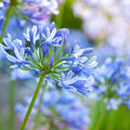 Agapanthus 'Tinkerbell'