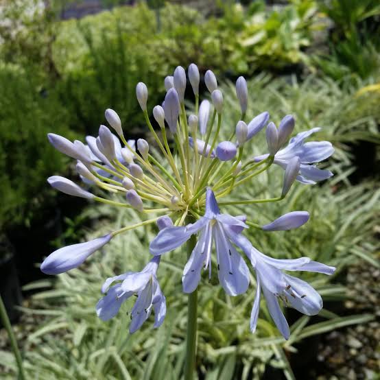Agapanthus 'Tinkerbell'