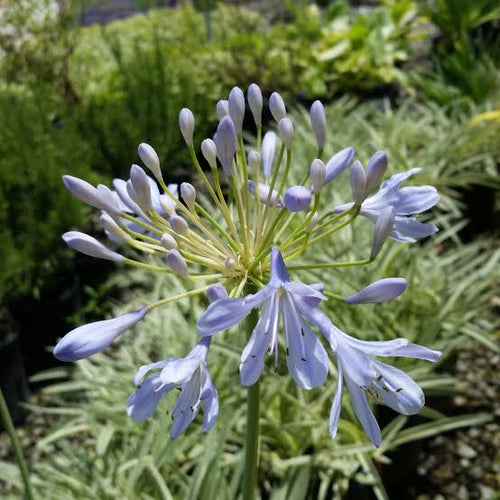 Agapanthus 'Tinkerbell'