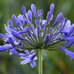 Agapanthus africanus blue