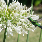 Agapanthus africanus white