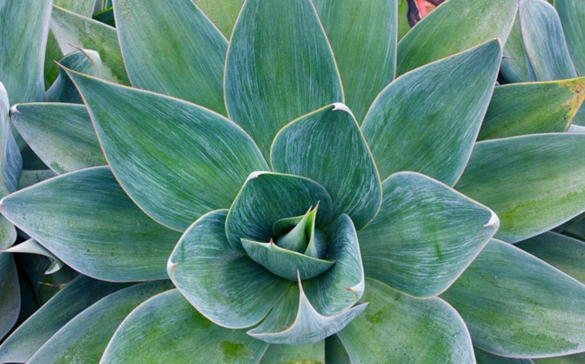 Agave 'Blue Flame'