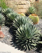 Agave 'Blue Glow'